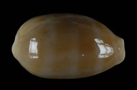 藏品(紫口寶螺)的圖片